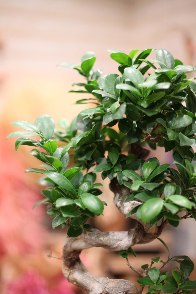 Ficus microcarpa "Bonsaï "